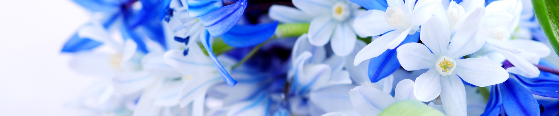 Novias - Floristería María Jesús